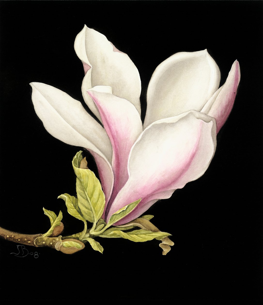 Magnolia af Jenny Barron