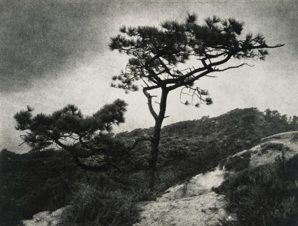 Berømte Torrey Pines af Jessie Tarbox Beals