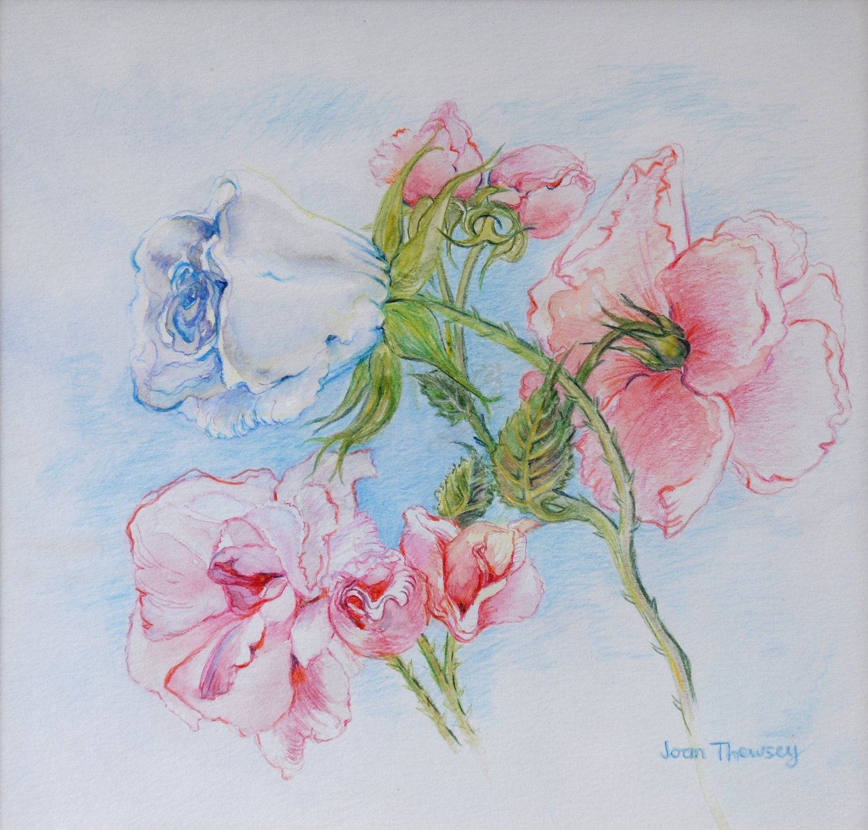 Morgenroser 2002 af Joan Thewsey