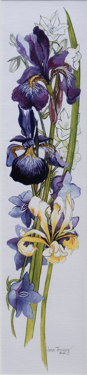 Lilla og gule iris med hvide og lyserøde Campanulas, 2013, wc på håndlavet papir af Joan Thewsey