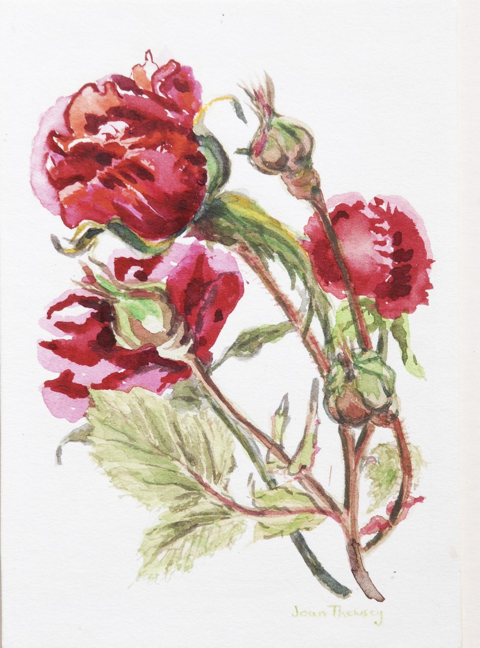 Red Rose Spray,2001, (wc på håndlavet akvareltavle) af Joan Thewsey