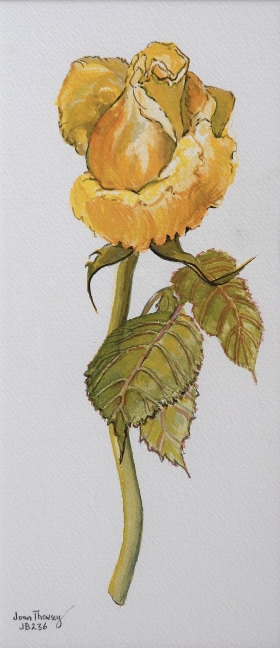 Single Yellow Rose Arthur Bell 2006 (vandfarve på papir) af Joan Thewsey