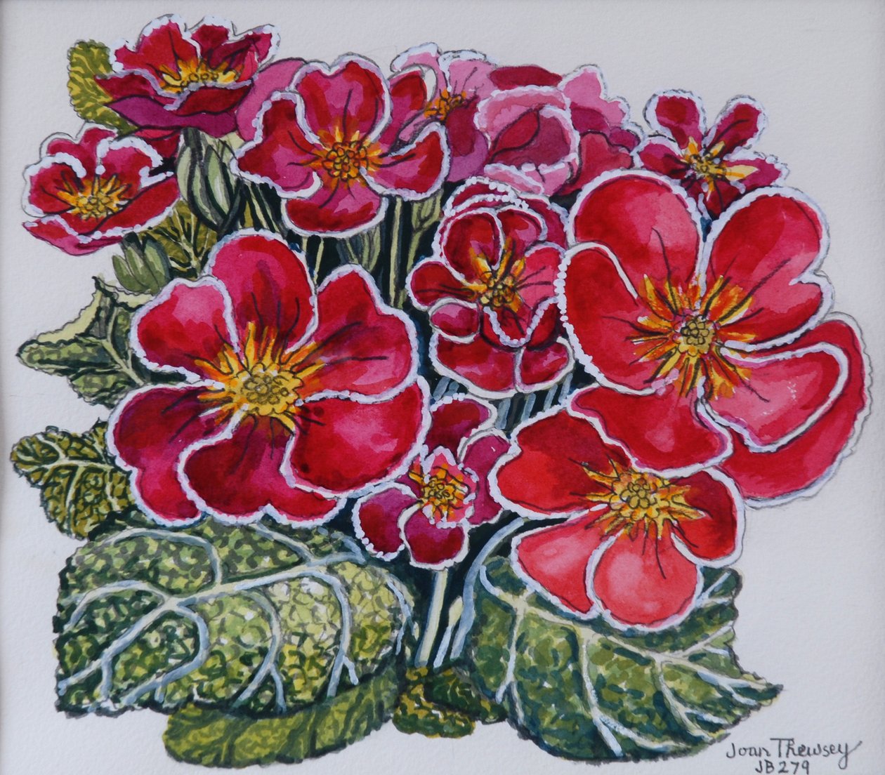 Hvide kanter primula 2012 af Joan Thewsey