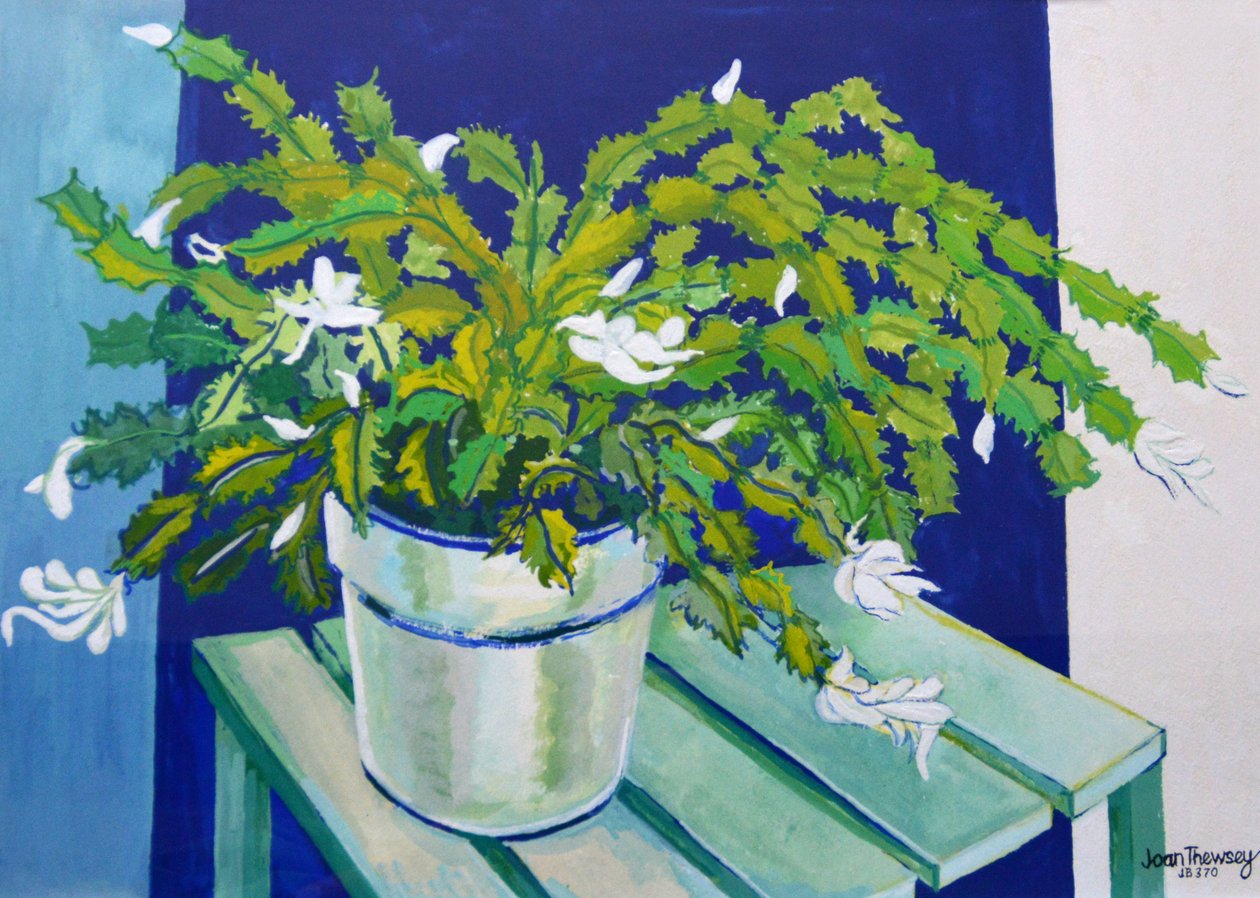 Julekaktus, 2000 (gouache) af Joan Thewsey
