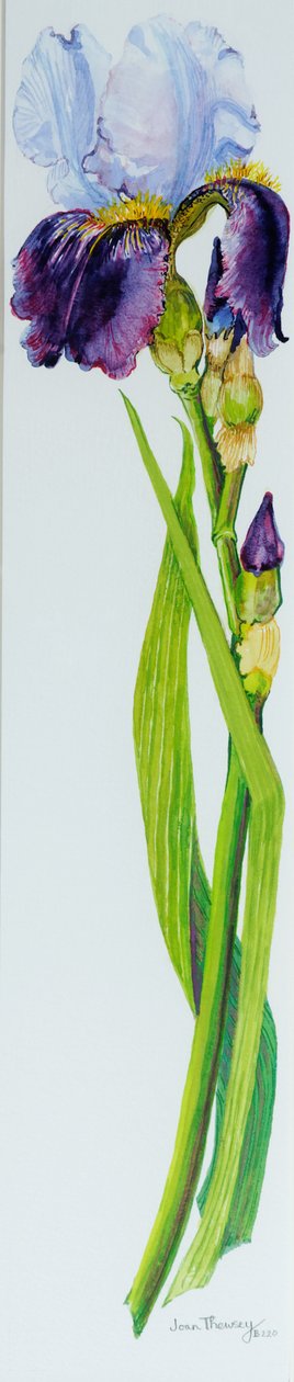 Iris med tre knopper, 2010,akvarel af Joan Thewsey