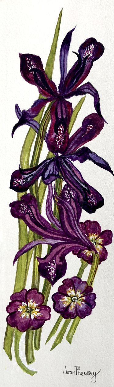 Iris og primula (akvarel) af Joan Thewsey