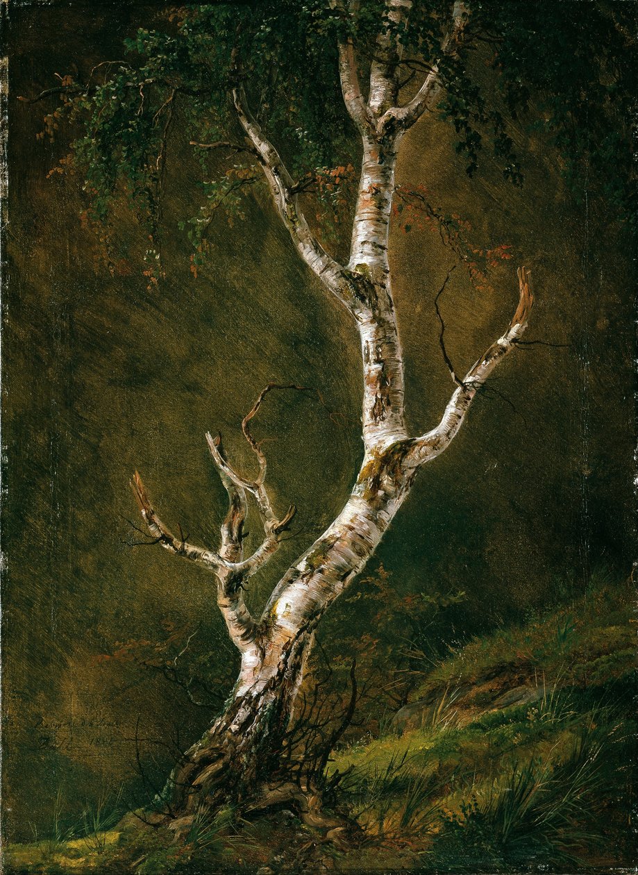 Undersøgelse af et birketræ af Johan Christian Dahl