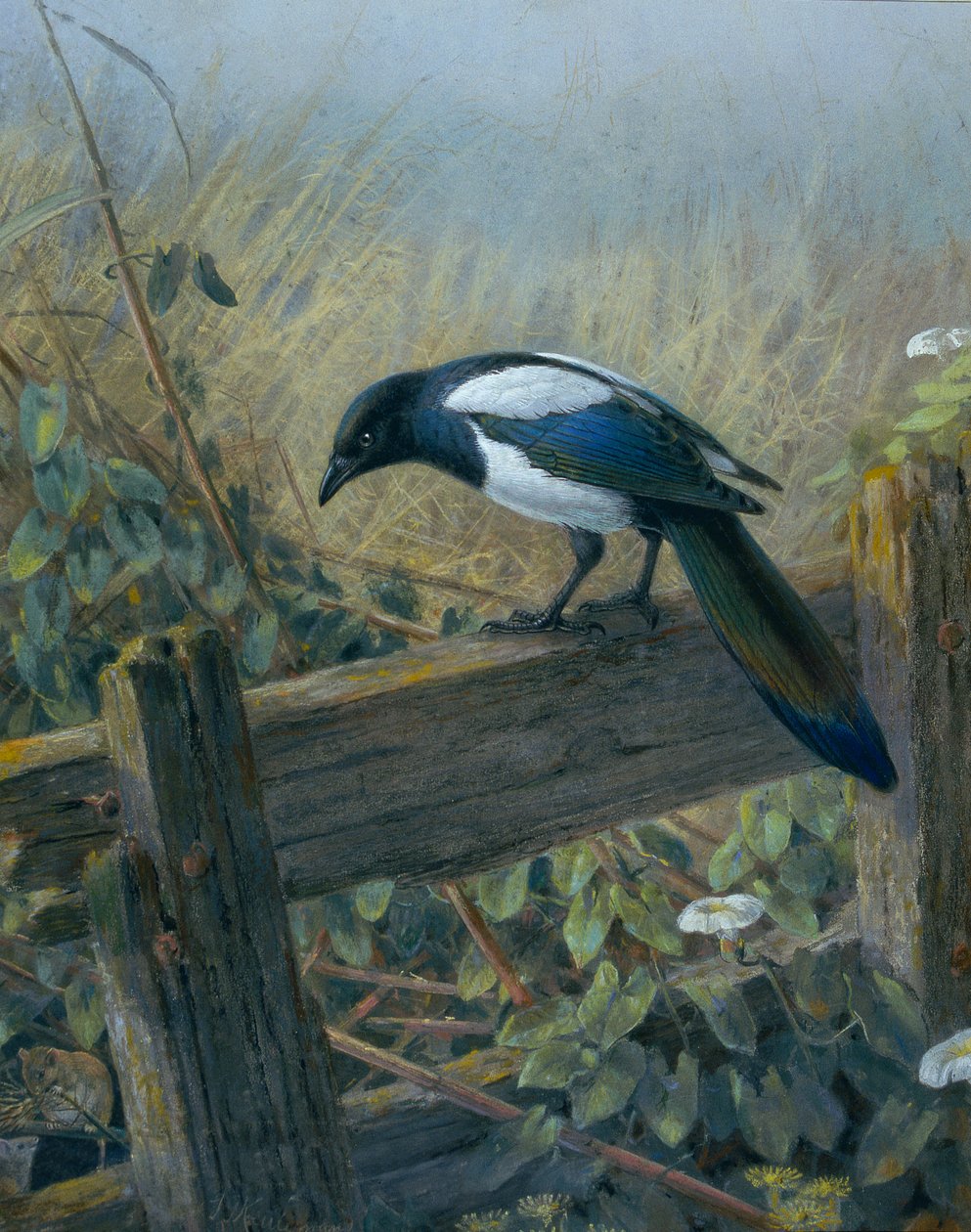 Magpie af Johan Gerard Keulemans