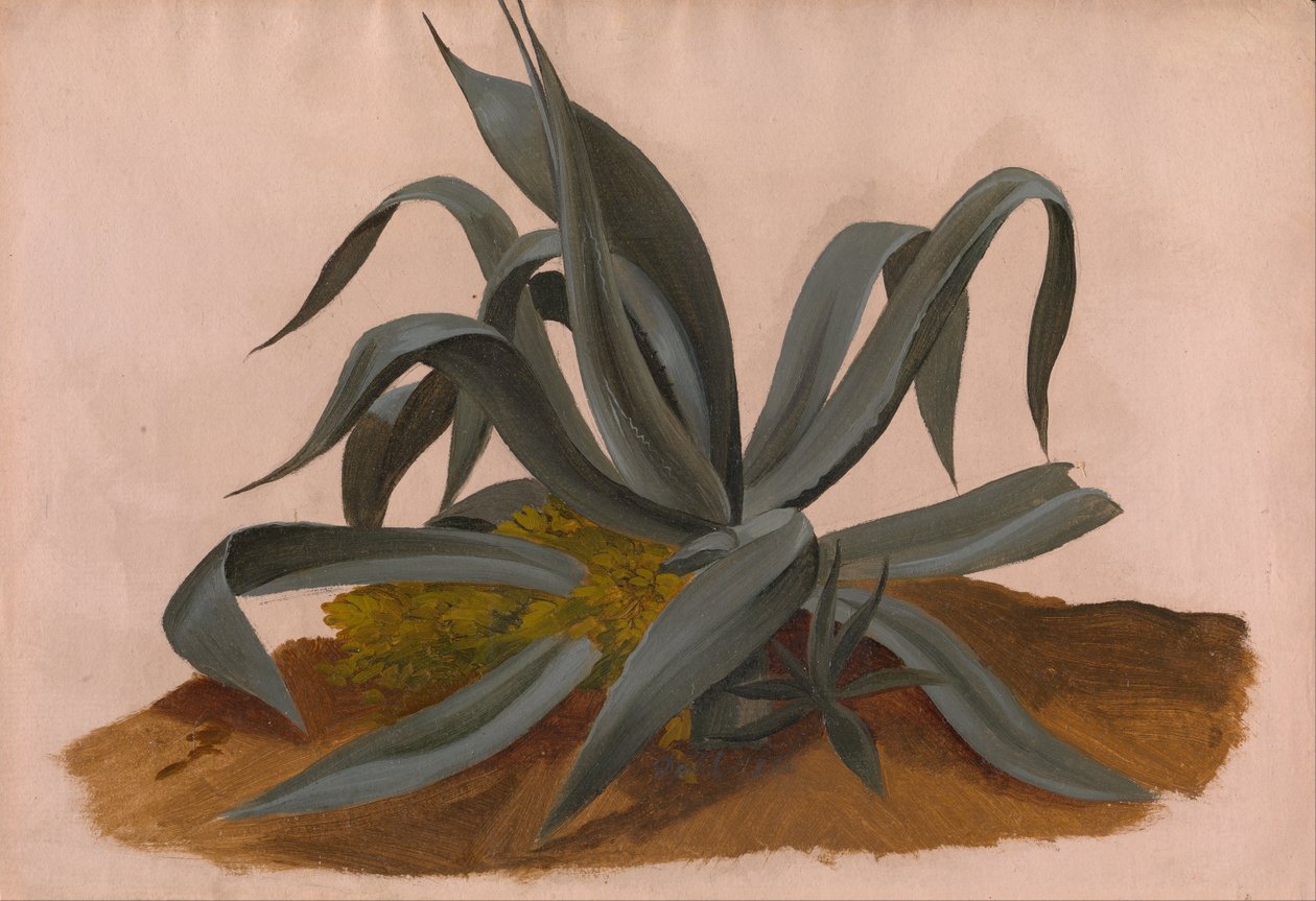 Studie af en agave af Johan Christian Dahl