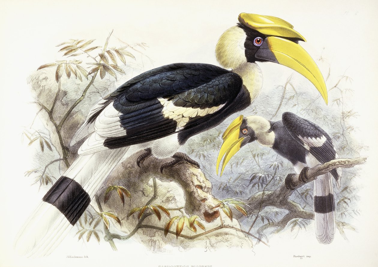 Dichocerus Bicornis, 1876-1882dani af Johan Gerard Keulemans