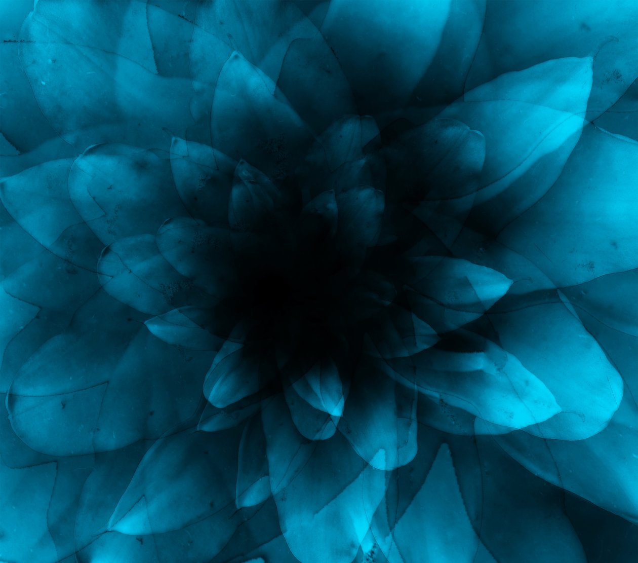 Blomsterblå, 2016 (digitalt kunsttryk) af Johan Lilja