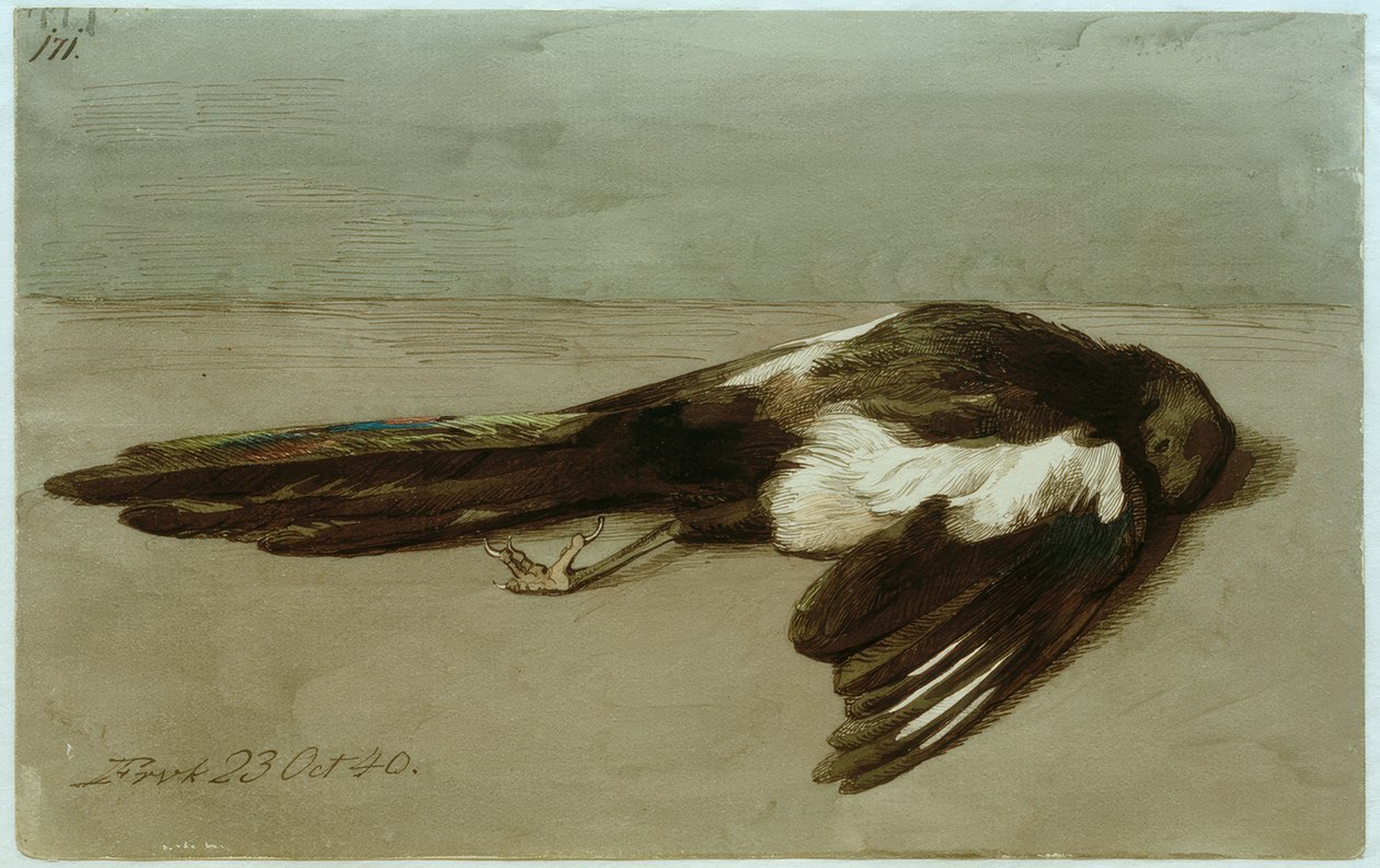 En død magpie af Johan Thomas Lundbye