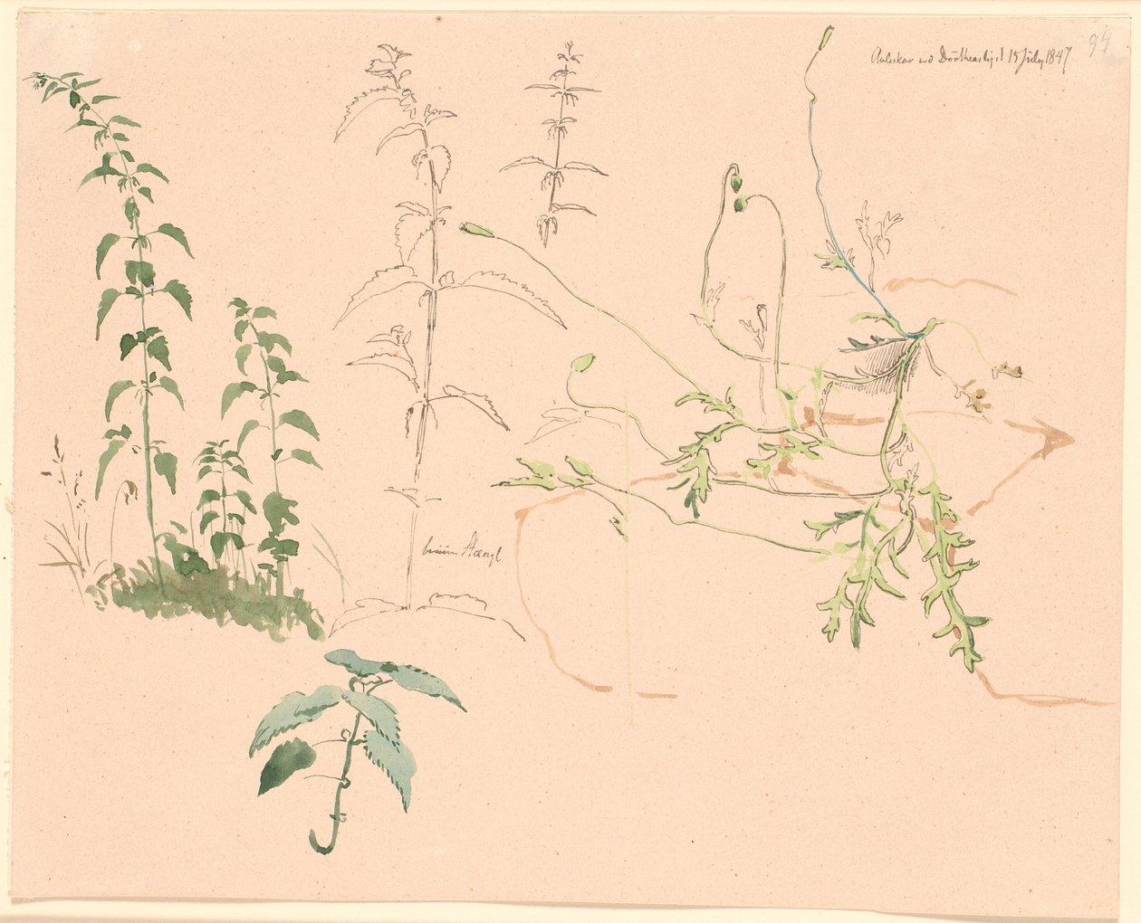 Plantestudier af Johan Thomas Lundbye