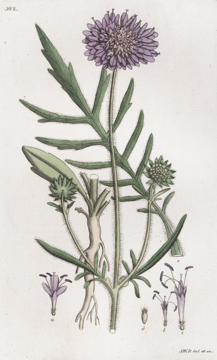 Feltfnat Knautia arvensis, 1804-1811 af Johan Wilhelm Palmstruch