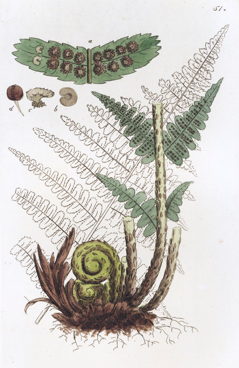 Hanbregne Dryopteris filix-mas, 1804-1811 af Johan Wilhelm Palmstruch