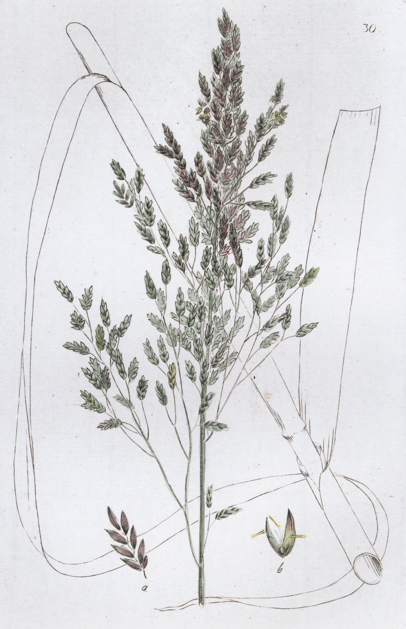 Sødt rørgræs Poa aquatica, 1804-1811 af Johan Wilhelm Palmstruch