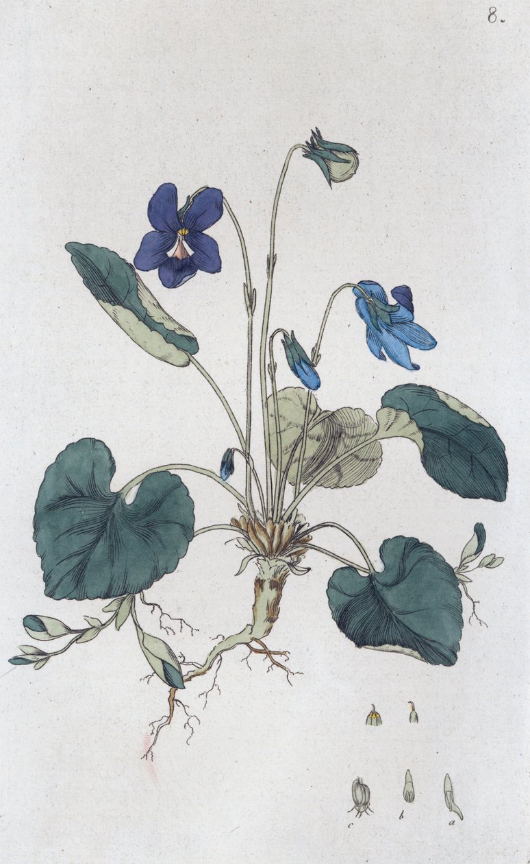 Sød Violet Viola odorata, 1804-1811 af Johan Wilhelm Palmstruch