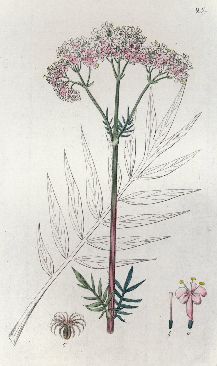 Baldrian Valeriana officinalis, 1804-1811 af Johan Wilhelm Palmstruch