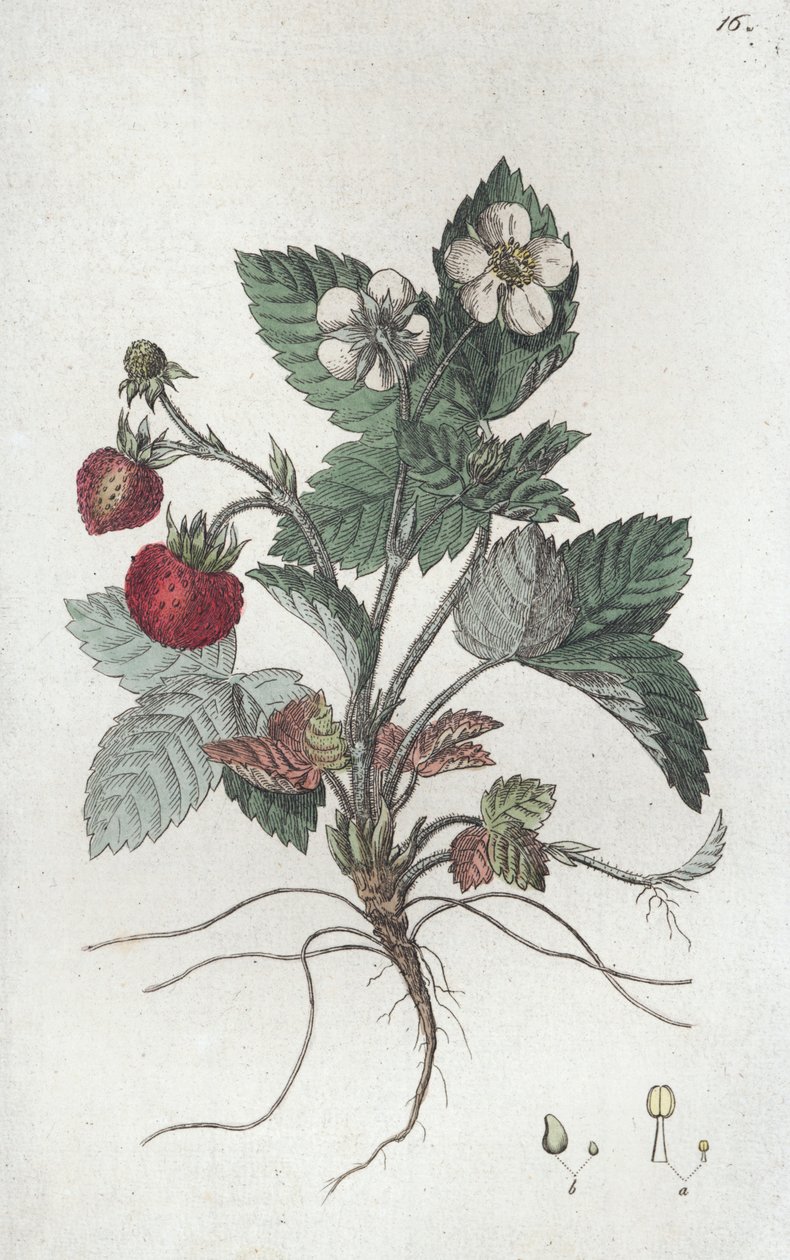 Vilde jordbær Fragaria vesca, 1804-1811 af Johan Wilhelm Palmstruch