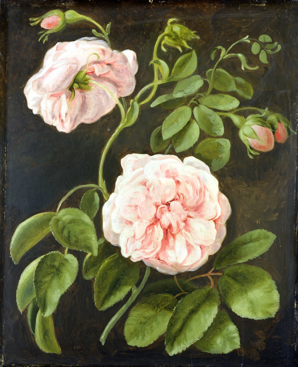 Blomsterstudie af Johann Friedrich August Tischbein