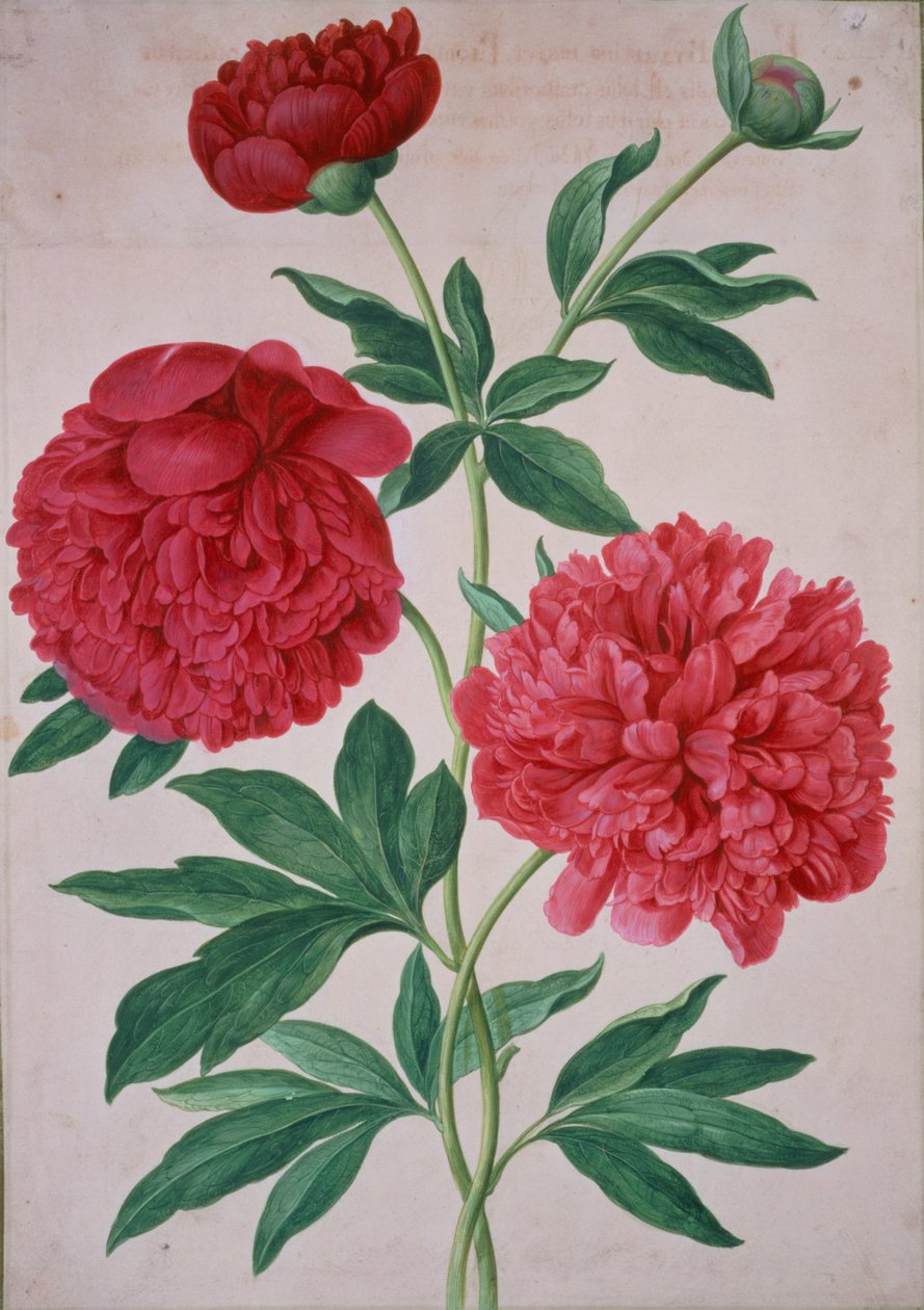 Pæoner, tallerken 46 fra Nassau Florilegium af Johann Jakob Walther