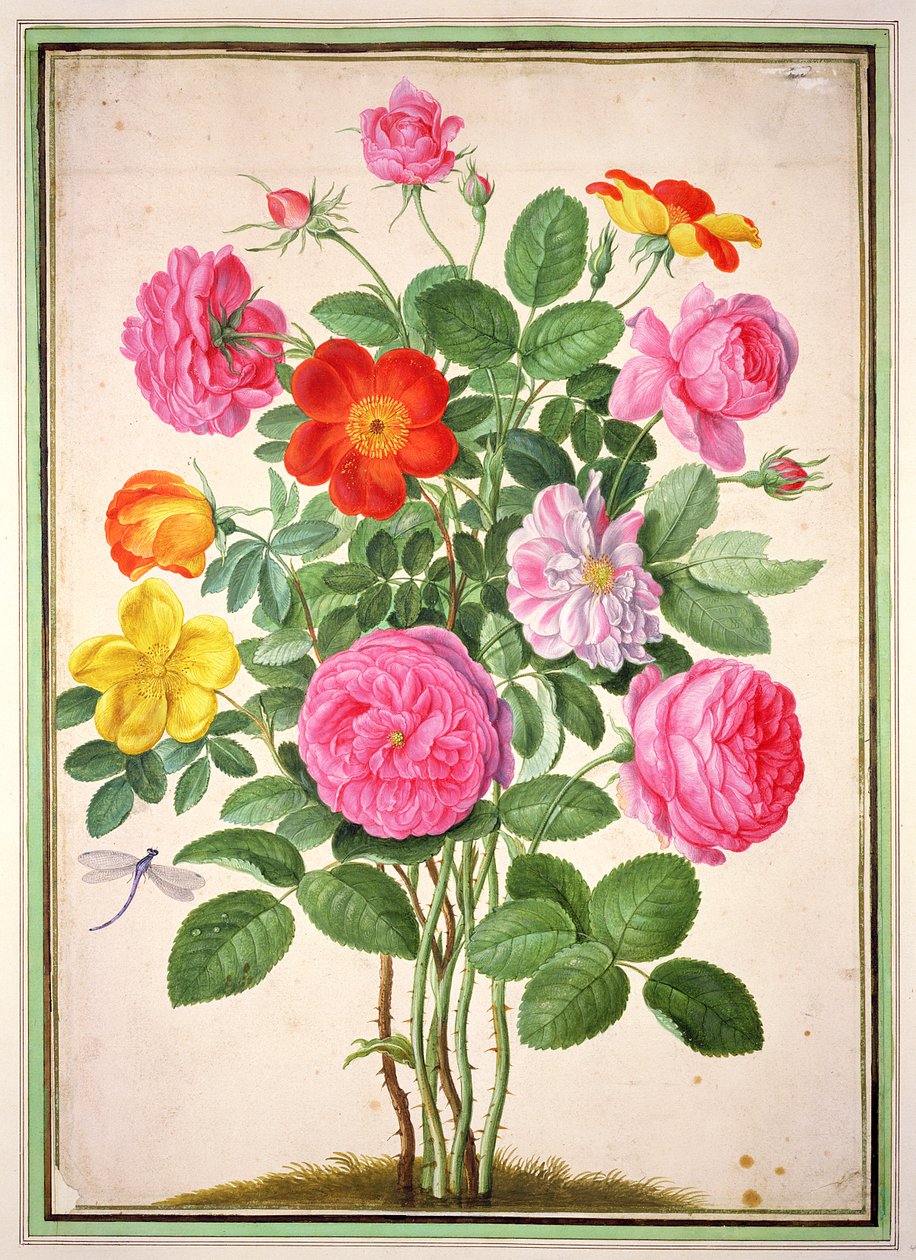 Roser, plade 4 fra Nassau Florilegium af Johann Jakob Walther