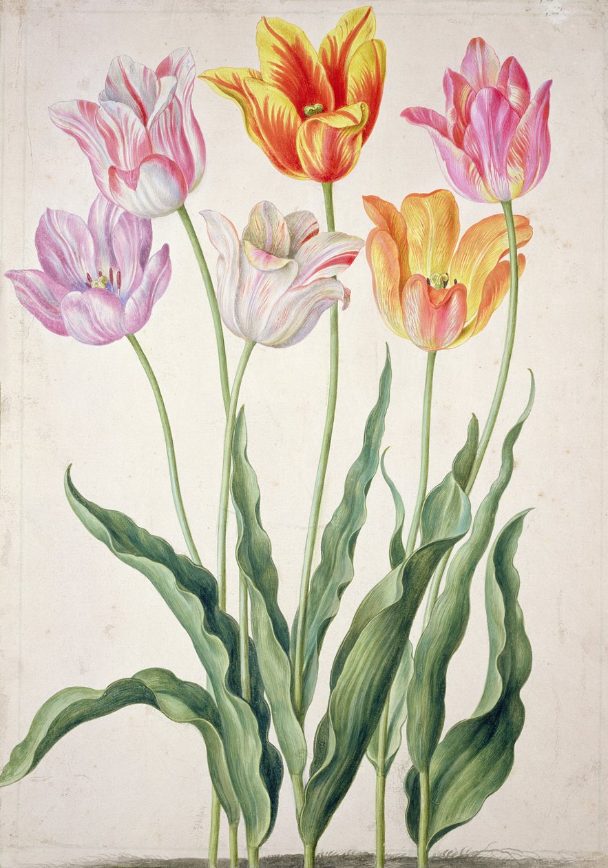 Tulipaner fra 