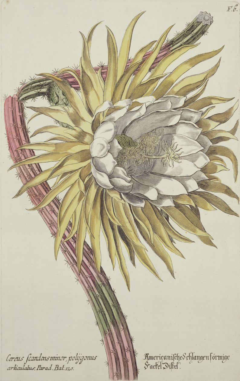 Cereus Scandens Minor Polygonus fra 