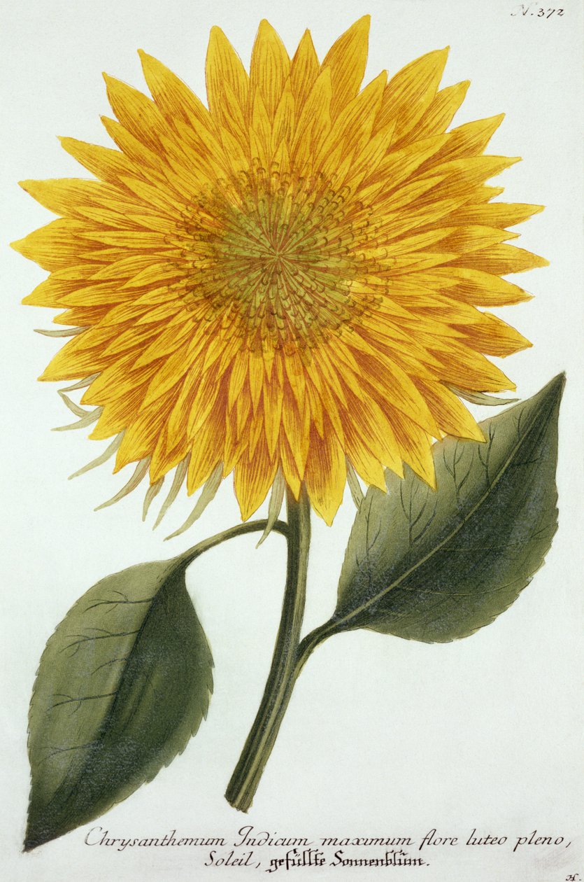 Chrysanthemum Indicum fra 