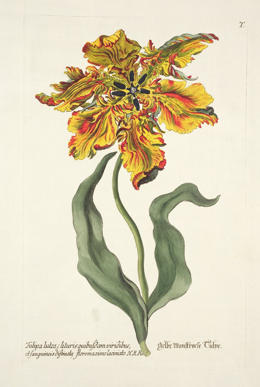 Tulipa Lutea fra 