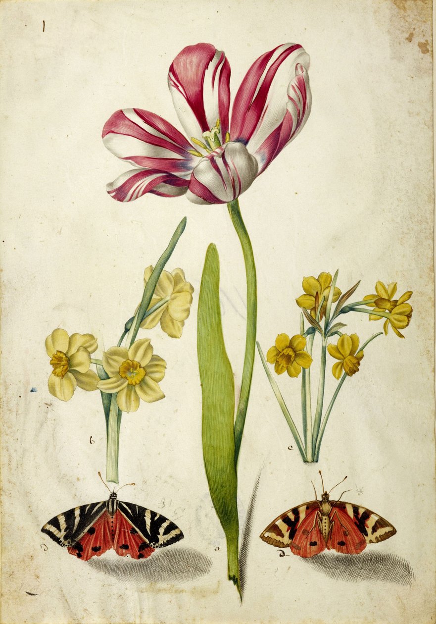 Tulipan, Narcissus og Sommerfugle, ca. 1660. af Johann Bartholomäus Braun