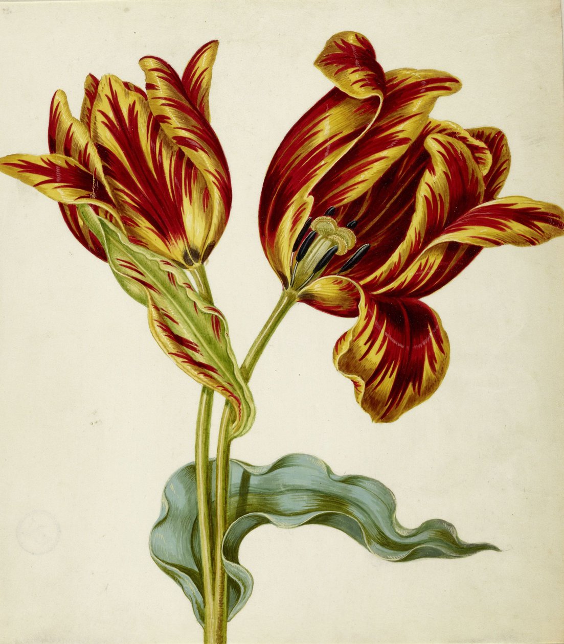 Tulipan, ca. 1660. af Johann Bartholomäus Braun