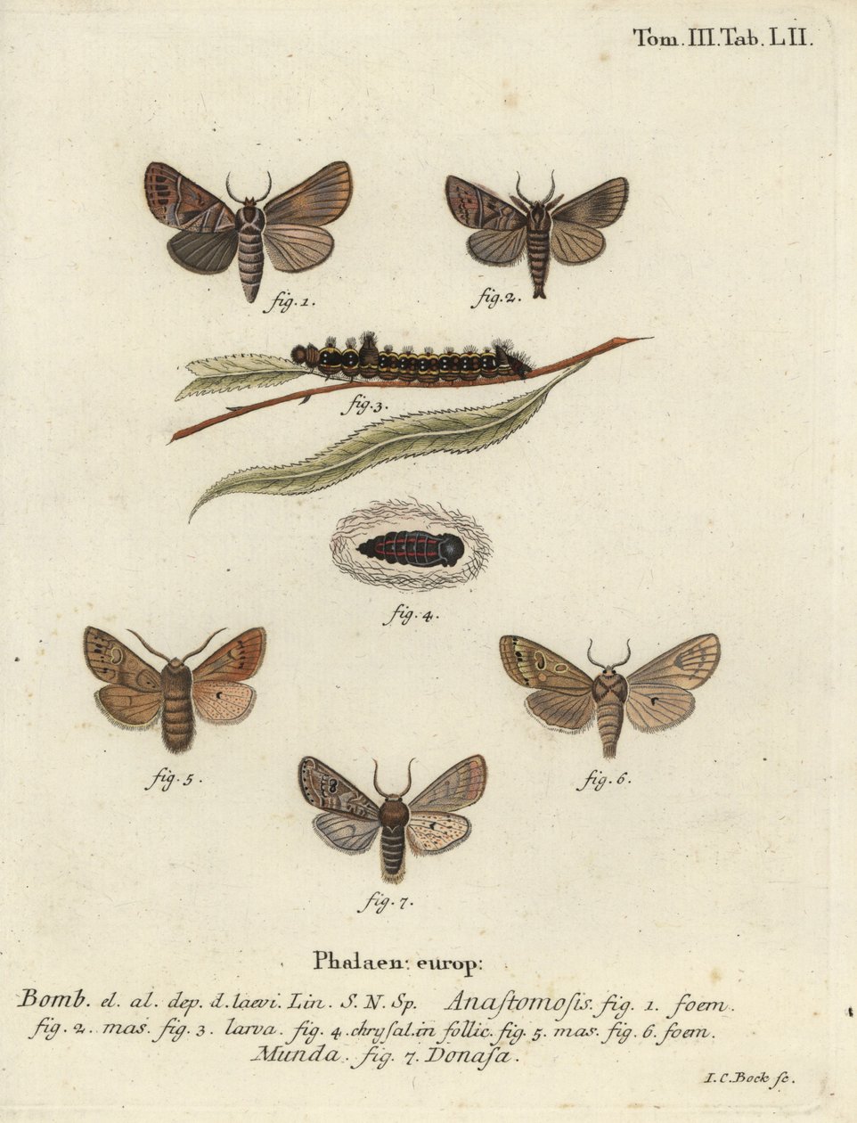Clostera anastomosis og Nudaria mundana. af Johann Carl Bock