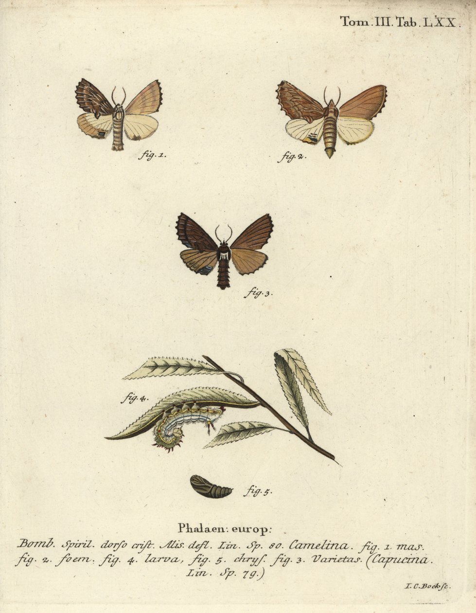 Coxcomb fremtrædende, Ptilodon capucinus. af Johann Carl Bock