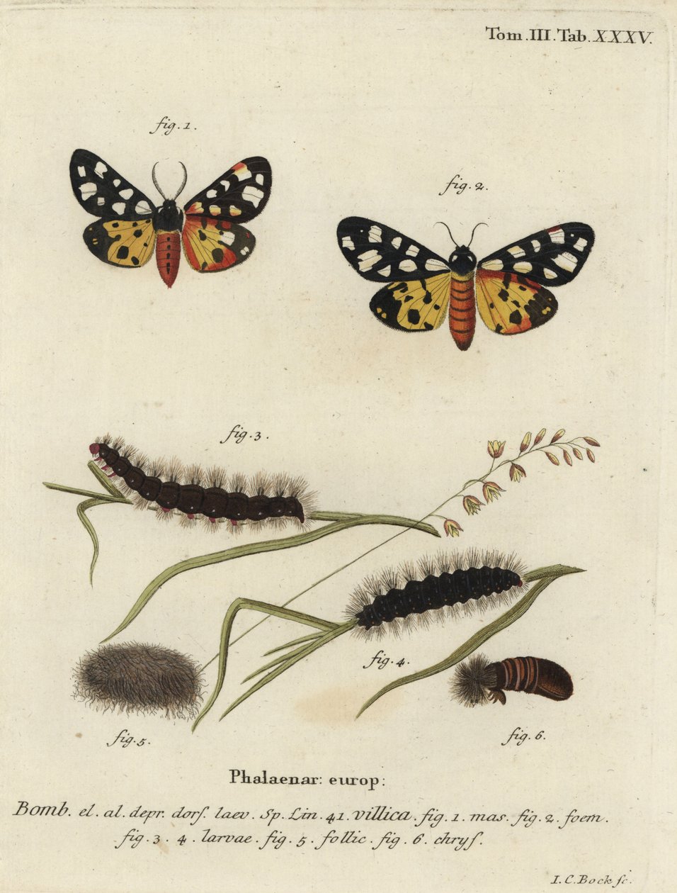 Cremeplet tigermøl, Epicallia villica. af Johann Carl Bock