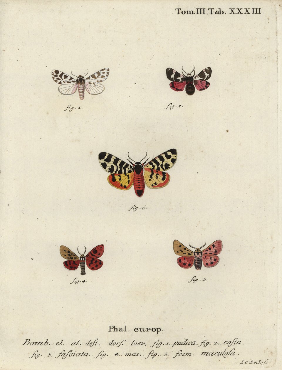 Diskret chaperon og tigermøl. af Johann Carl Bock