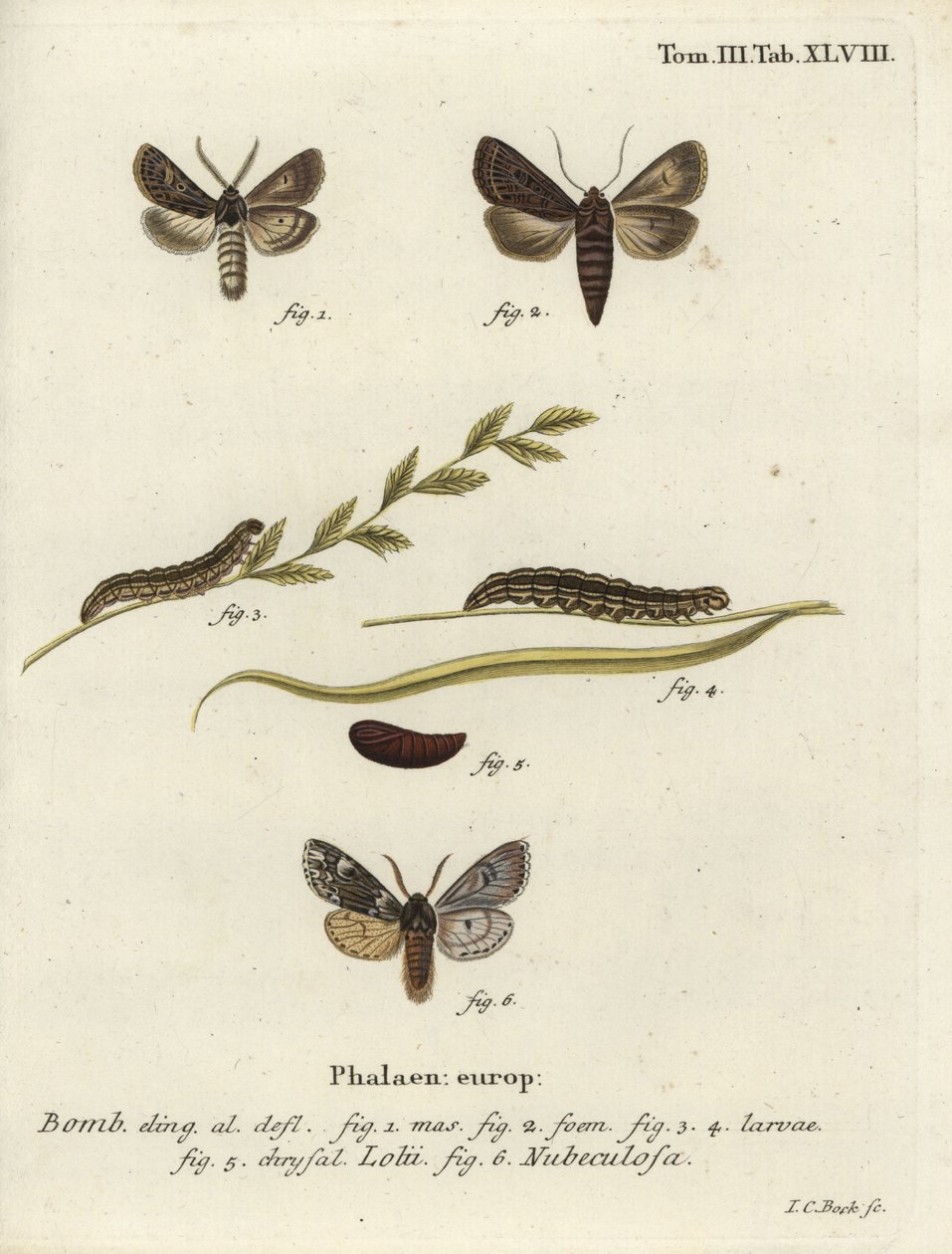 Fjerbeklædte gotiske og Rannoch sprawler møl. af Johann Carl Bock