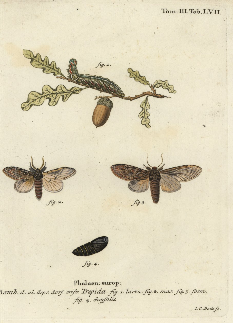 Meget fremtrædende, Peridea anceps. af Johann Carl Bock