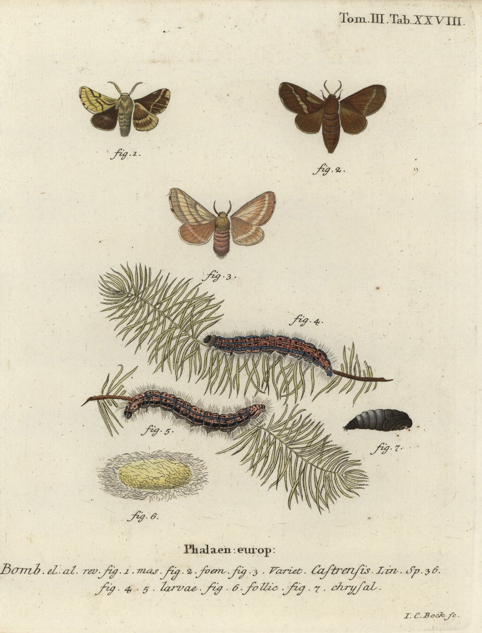 Malet lakeimøl, Malacosoma castrense. af Johann Carl Bock