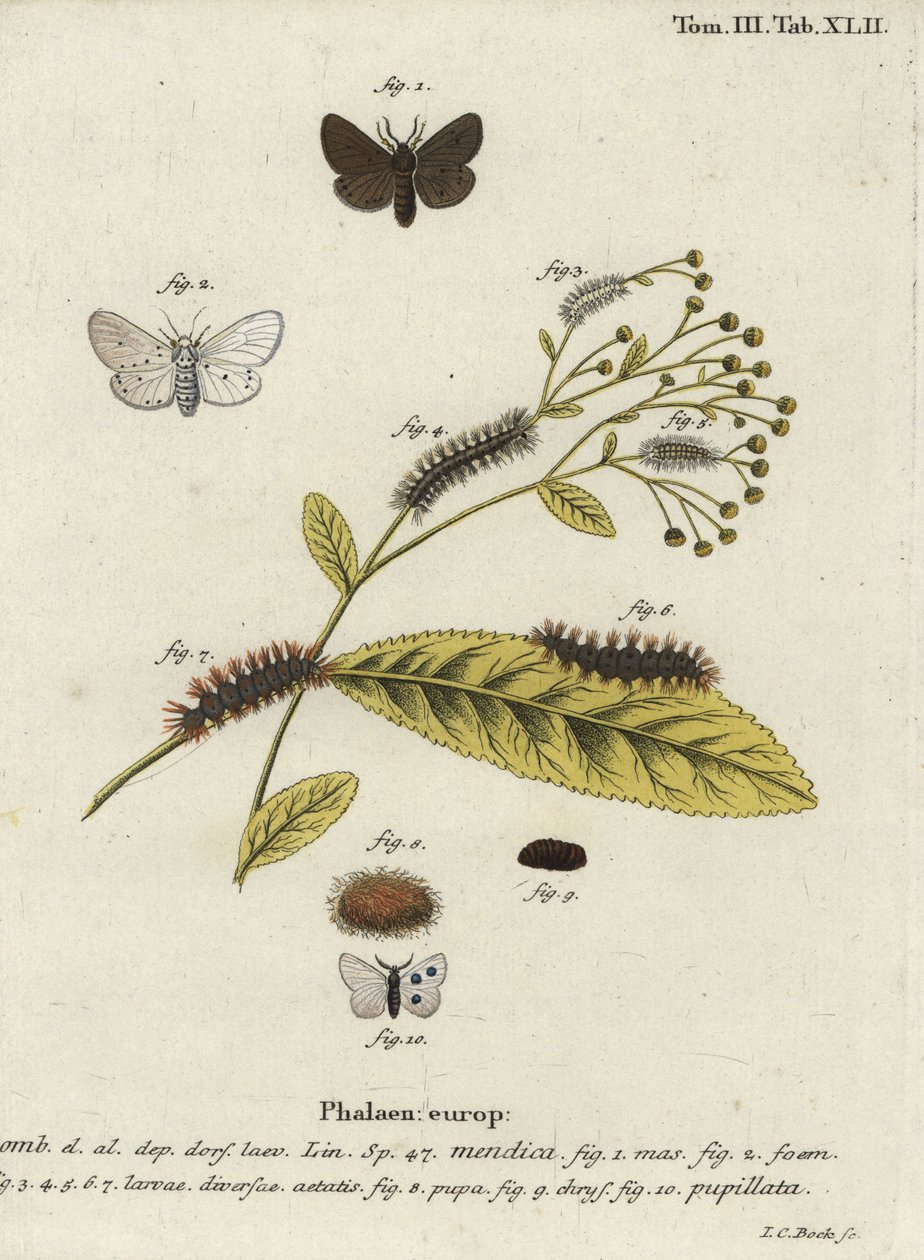 Muslinmøl, Diaphora mendica. af Johann Carl Bock