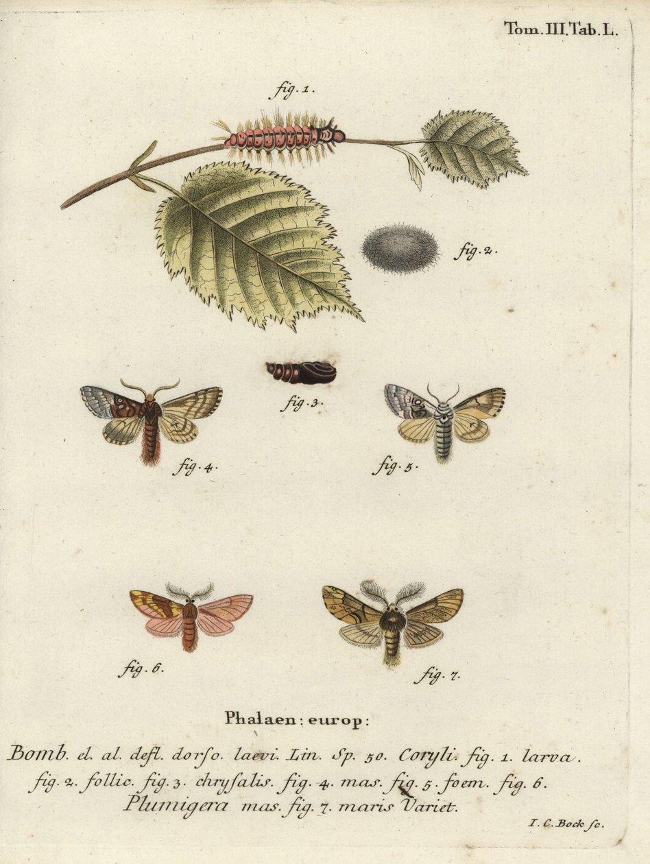 Nøddetræs tue og plumed fremtrædende. af Johann Carl Bock
