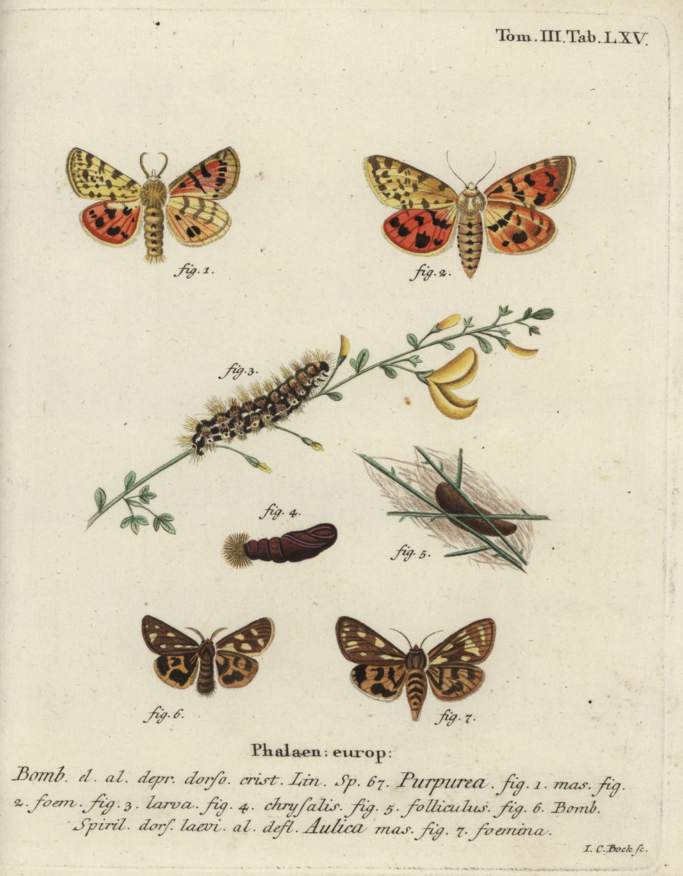 Lilla tiger og brun tigermøl. af Johann Carl Bock