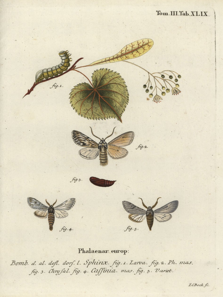 Sprawler møl, Asteroscopus sphinx. af Johann Carl Bock
