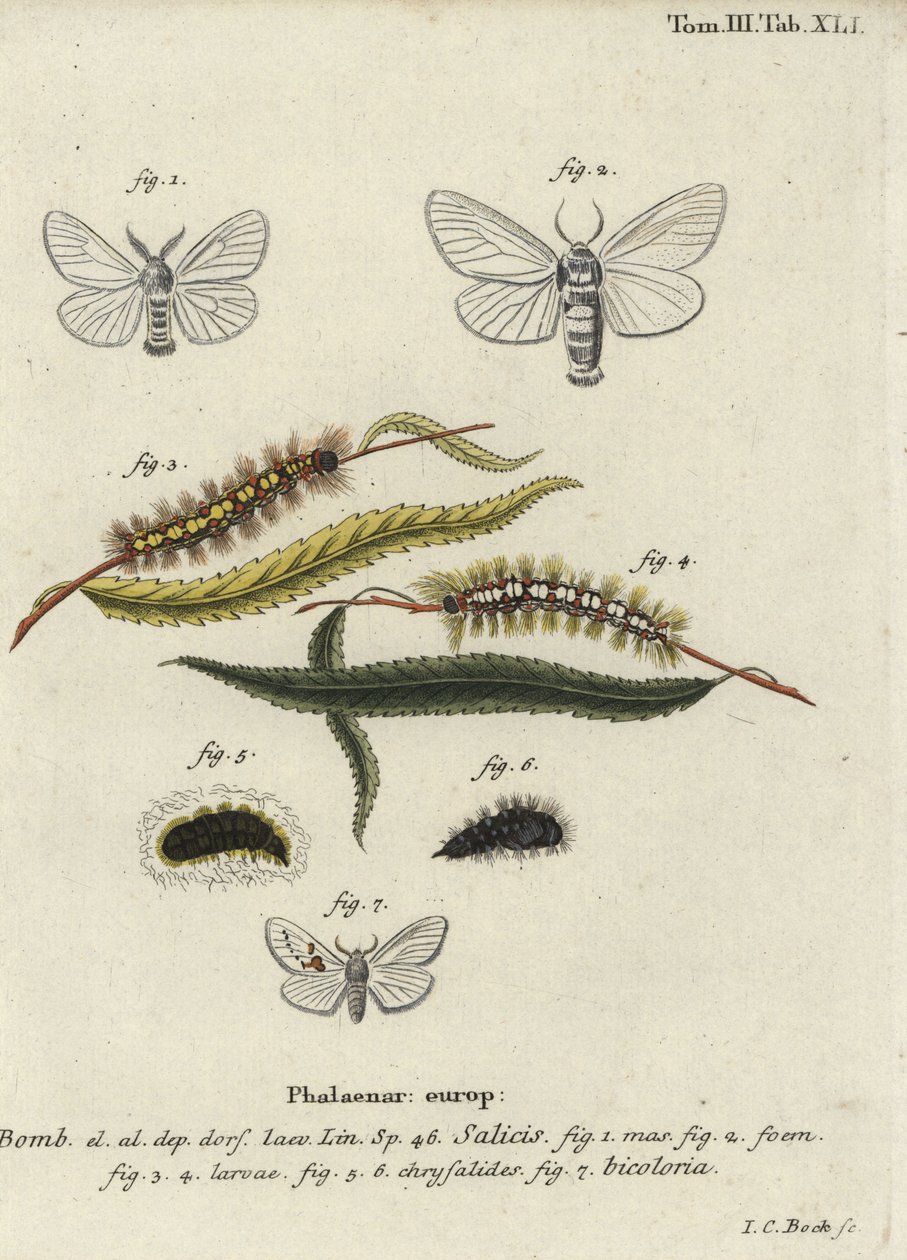 Hvid satin og hvide fremtrædende møl. af Johann Carl Bock