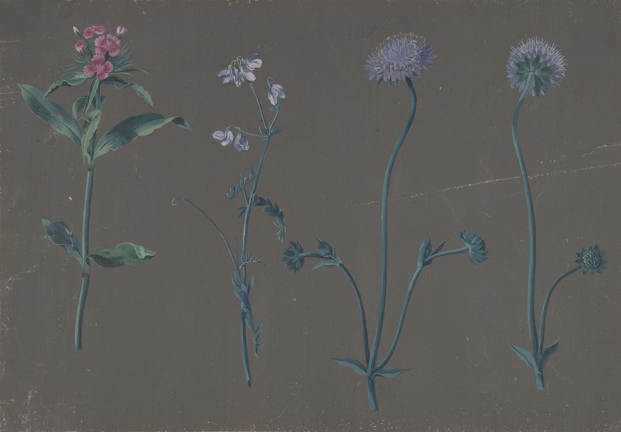Studie af tre blomster, 1781. af Johann Christian August Birnbaum