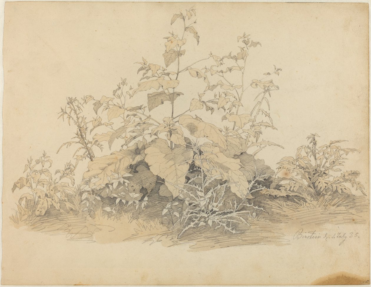 Vilde planter nær Birstein af Johann Christian Heerdt