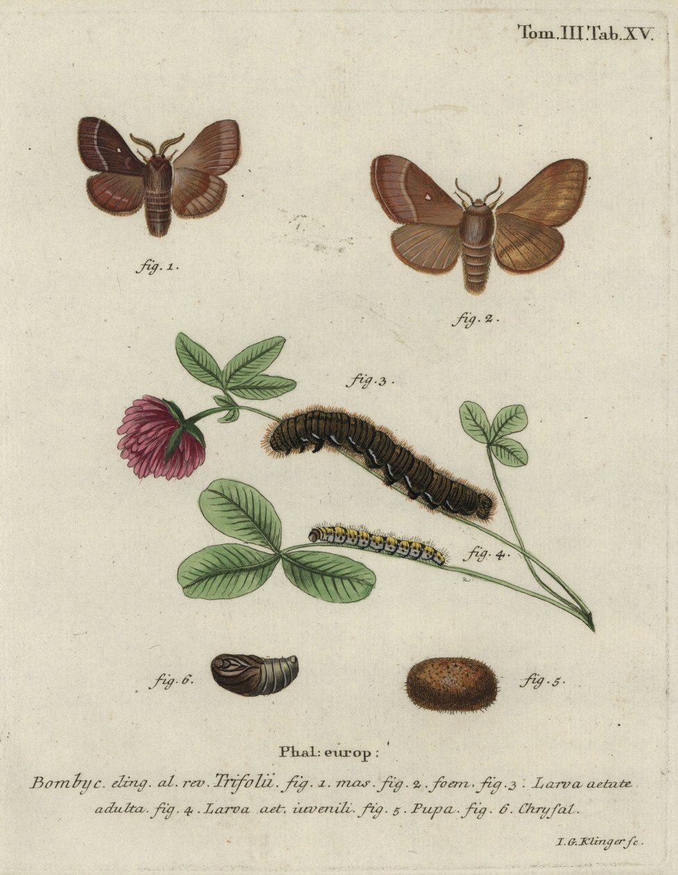 Græsæg, Lasiocampa trifolii. af Johann Georg Klinger