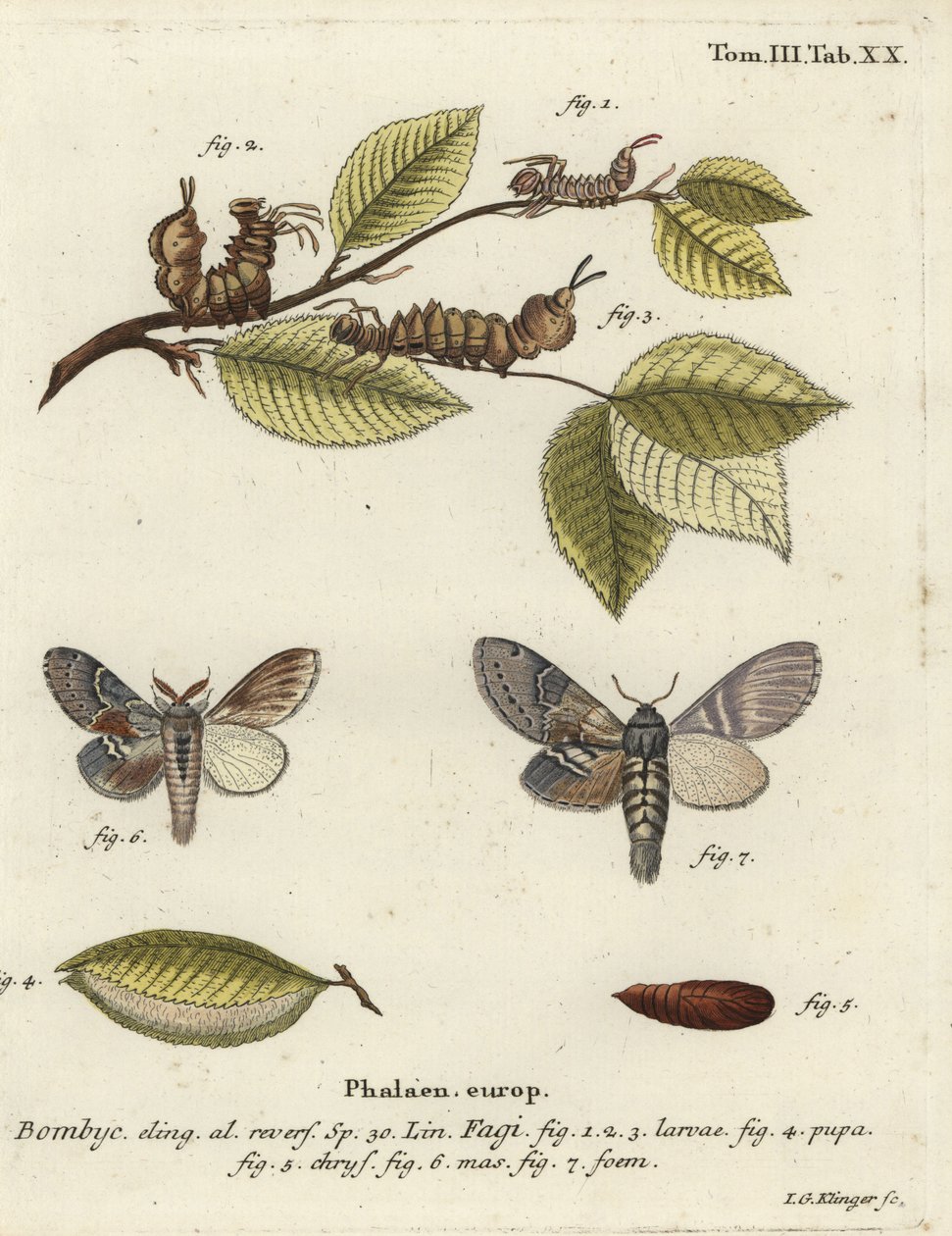 Hummermøl, Stauropus fagi. af Johann Georg Klinger