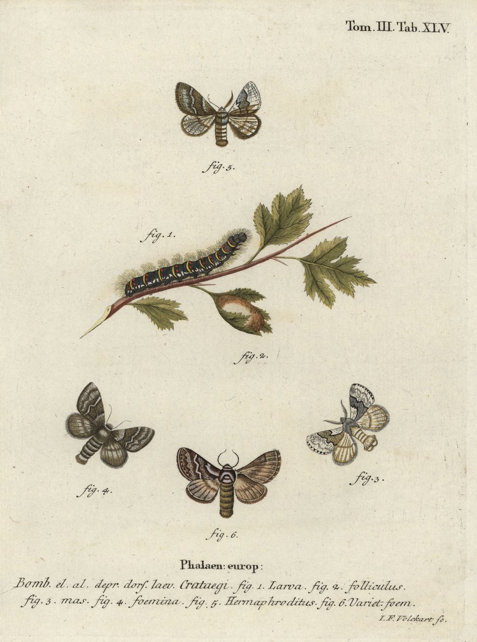 Bleg eg Egger, Trichiura categii. af Johann Georg Klinger