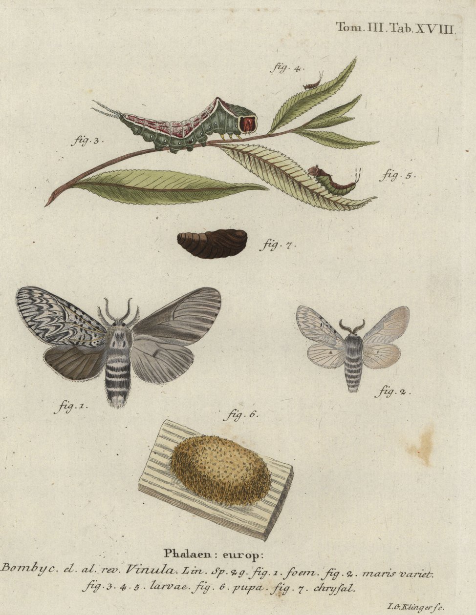 Pusmøl, Cerura vinula. af Johann Georg Klinger